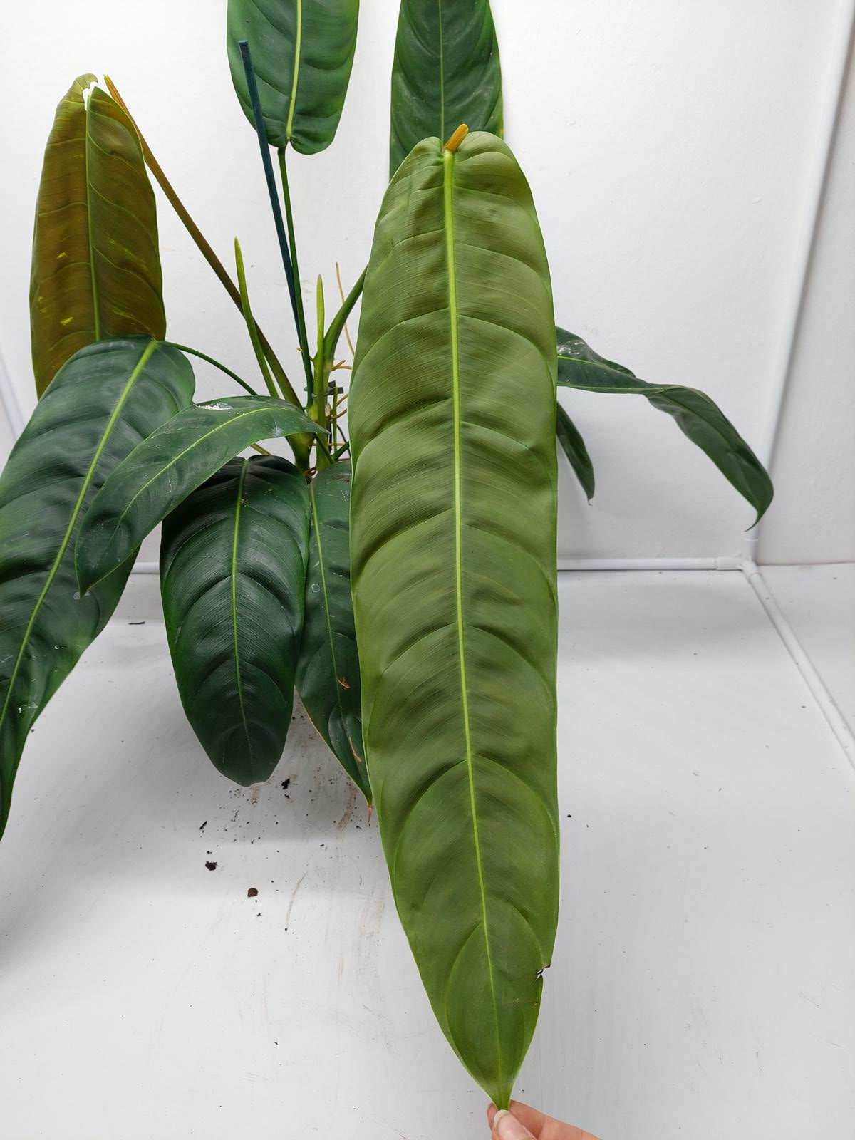 Philodendron Patriciae