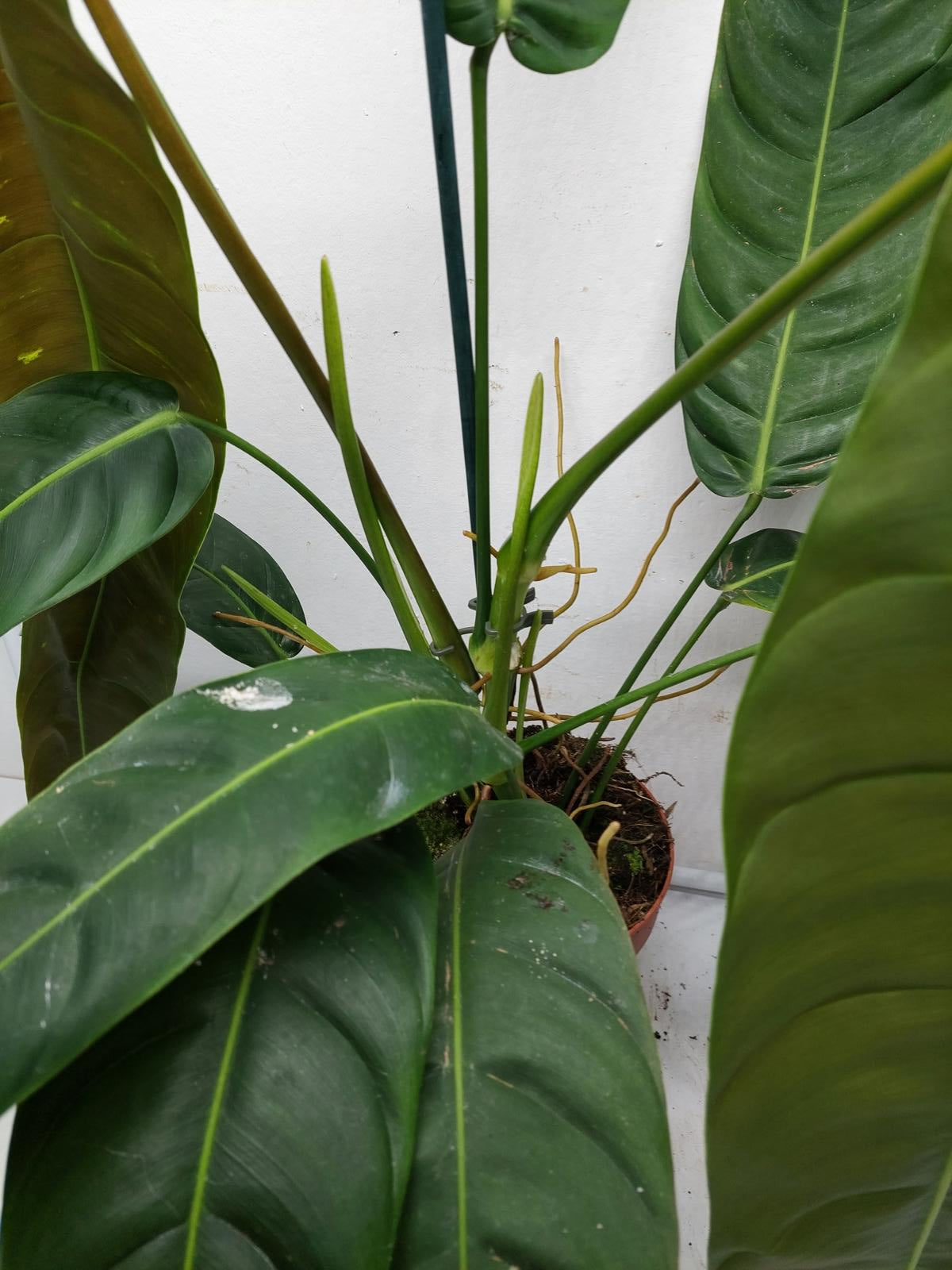 Philodendron Patriciae