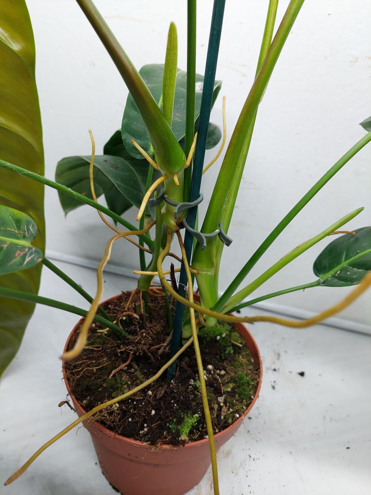 Philodendron Patriciae