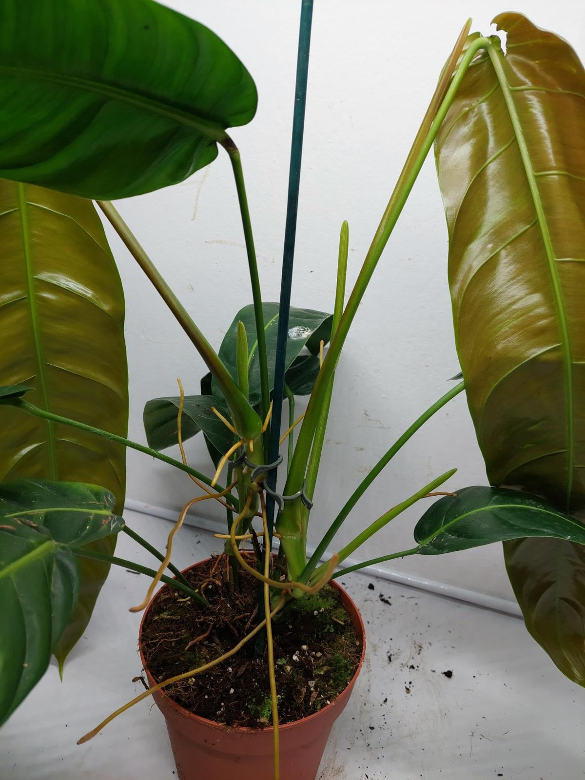 Philodendron Patriciae