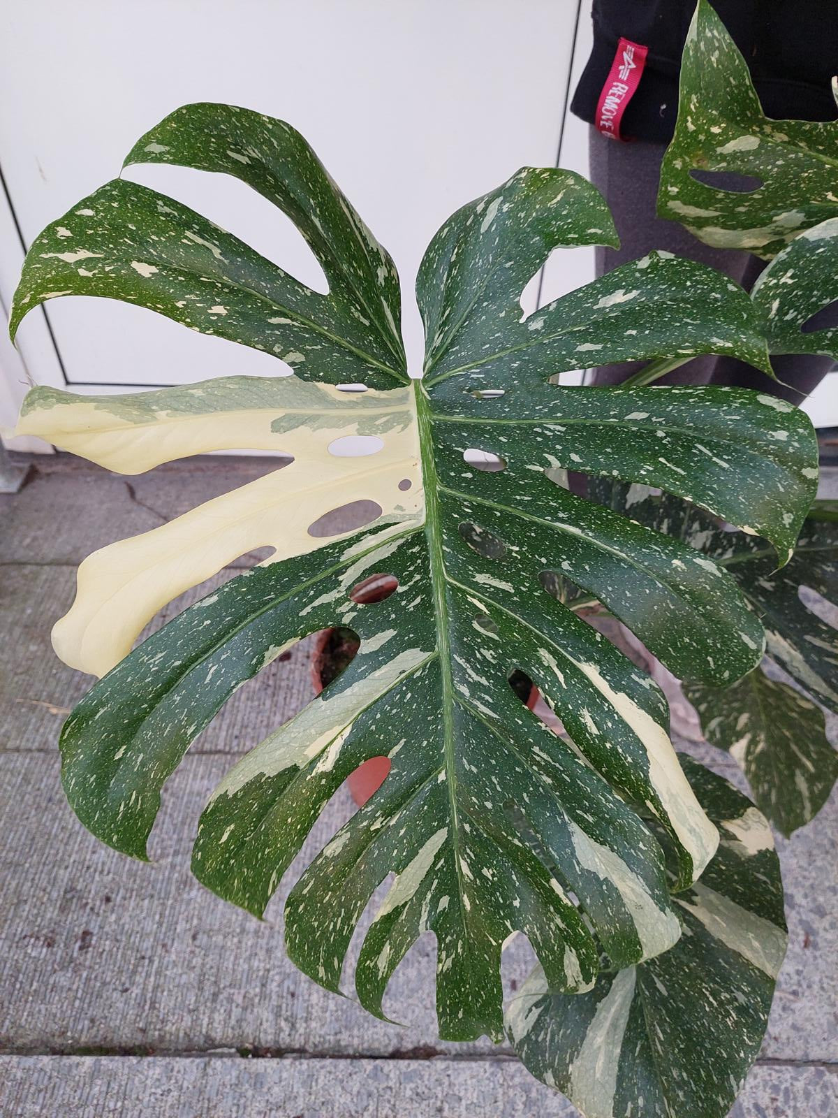 Monstera Thai Constellation groß