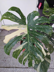 Monstera Thai Constellation groß