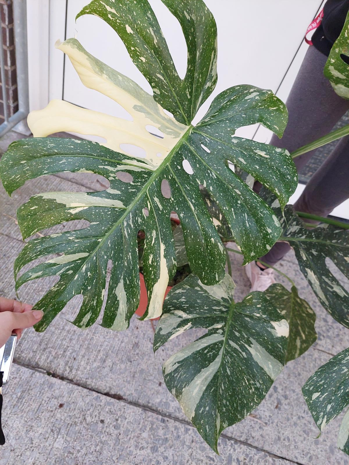 Monstera Thai Constellation groß