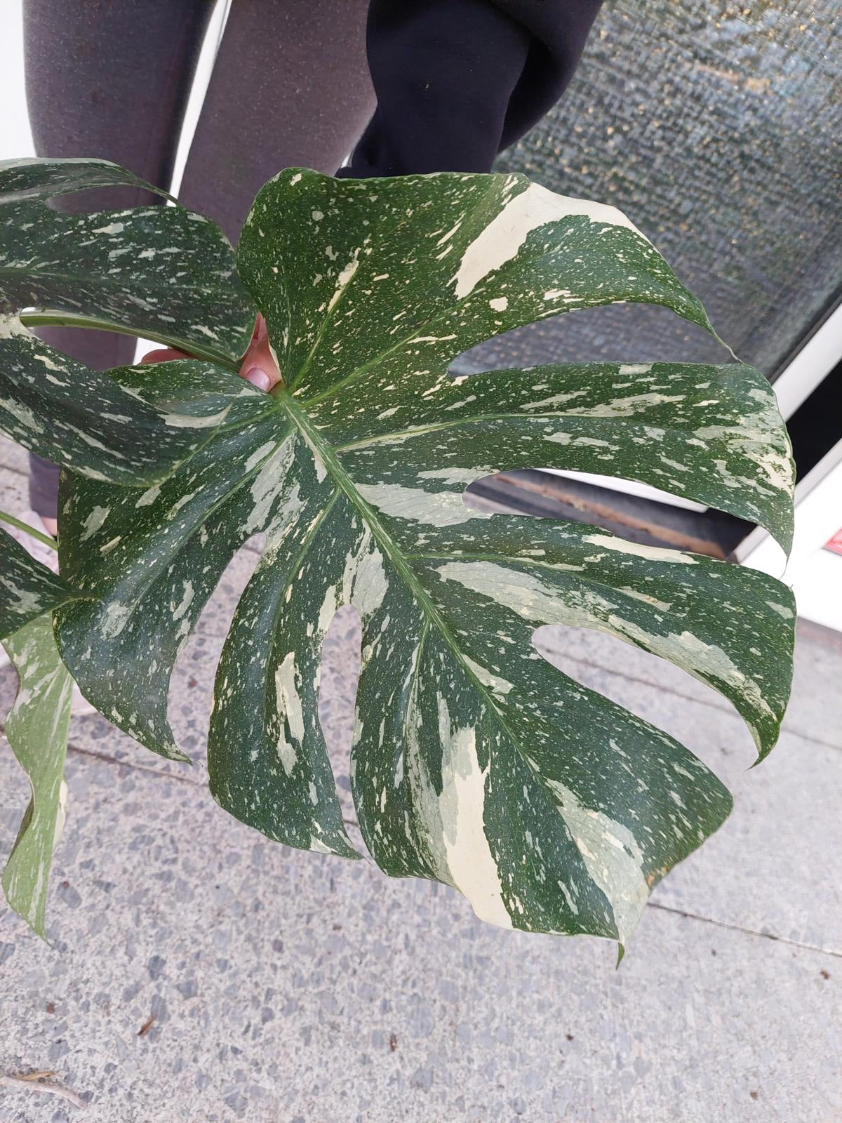 Monstera Thai Constellation groß