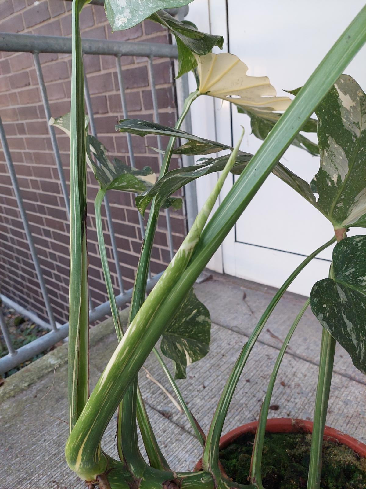 Monstera Thai Constellation groß