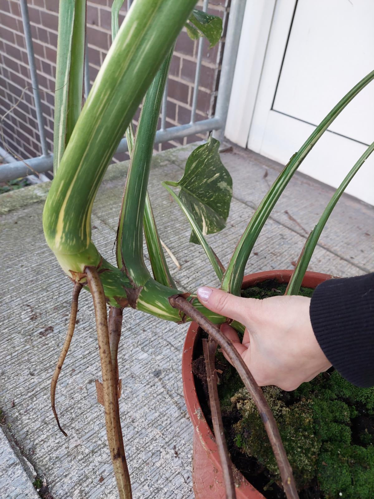 Monstera Thai Constellation groß