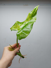 Philodendron Domesticum Variegata Steckling