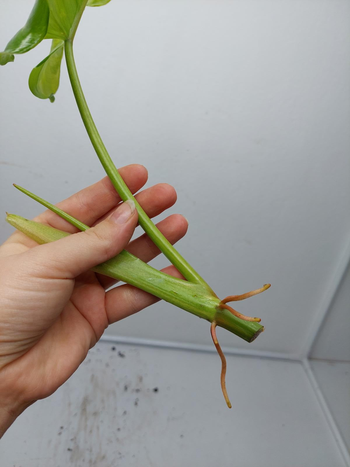 Philodendron Domesticum Variegata Steckling