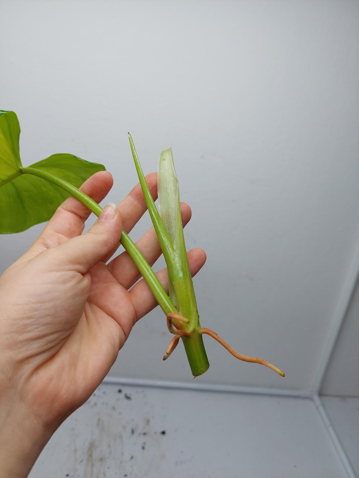 Philodendron Domesticum Variegata Steckling