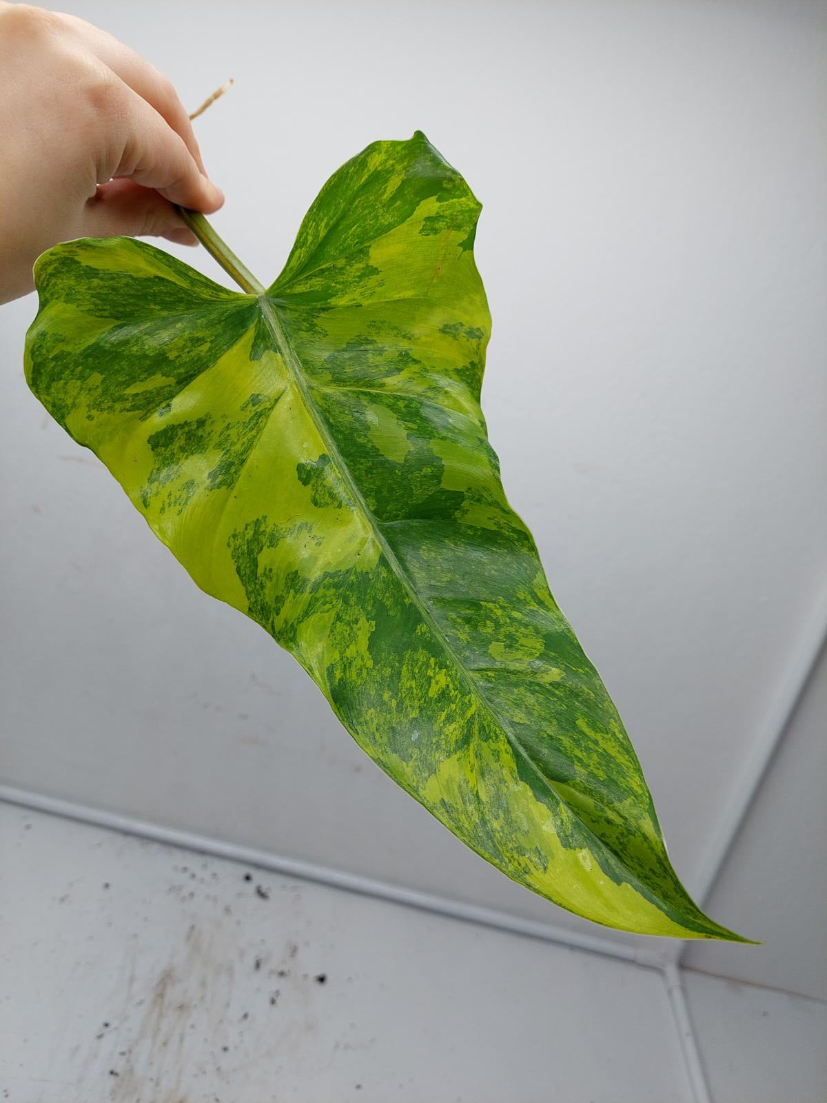 Philodendron Domesticum Variegata Steckling