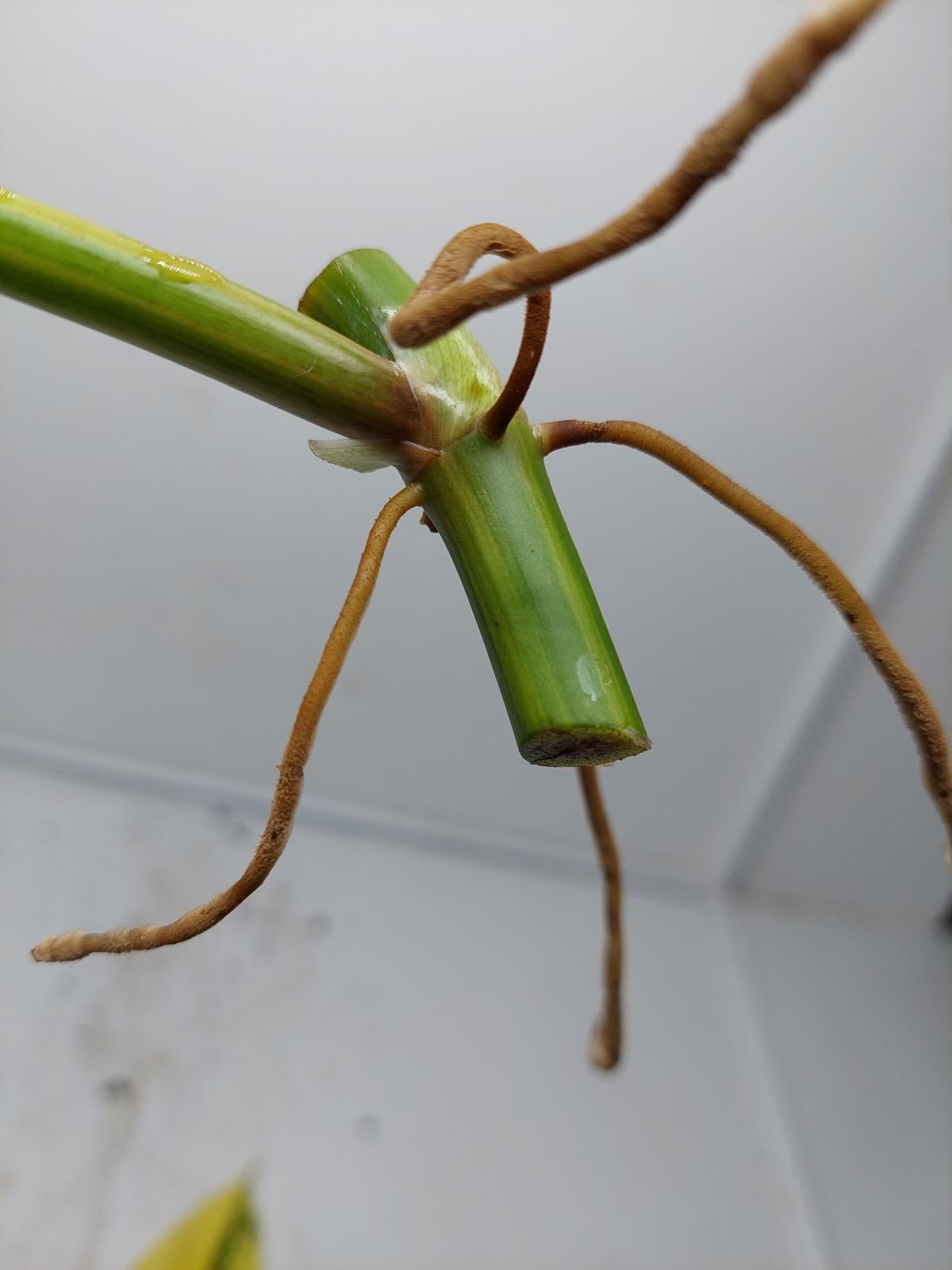 Philodendron Domesticum Variegata Steckling