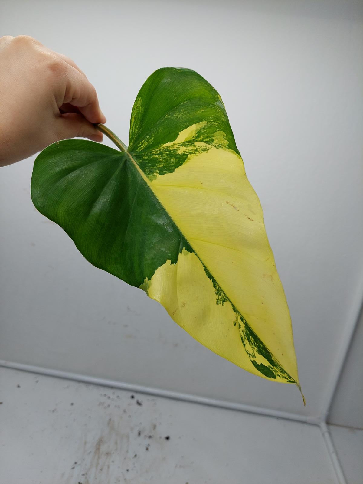 Philodendron Domesticum Variegata Steckling