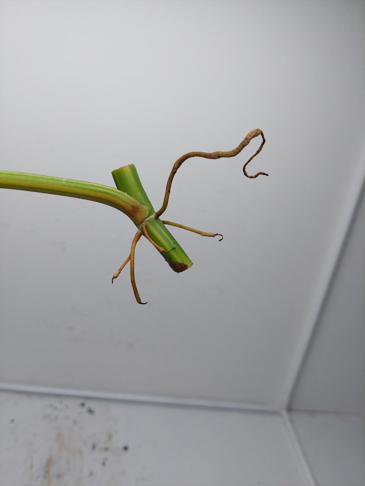 Philodendron Domesticum Variegata Steckling