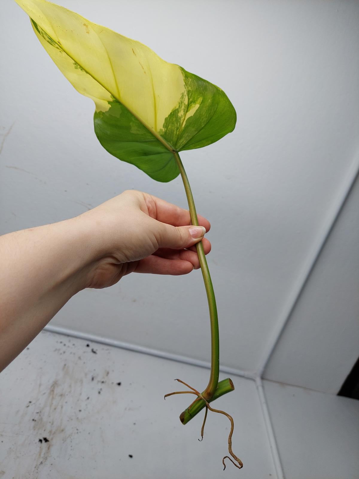 Philodendron Domesticum Variegata Steckling