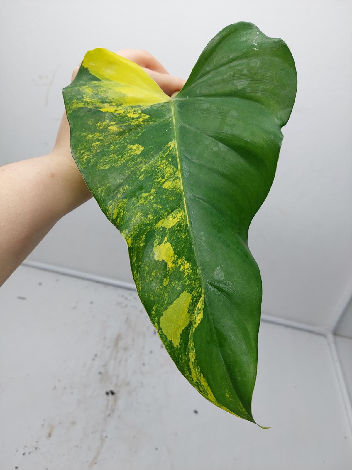 Philodendron Domesticum Variegata Steckling