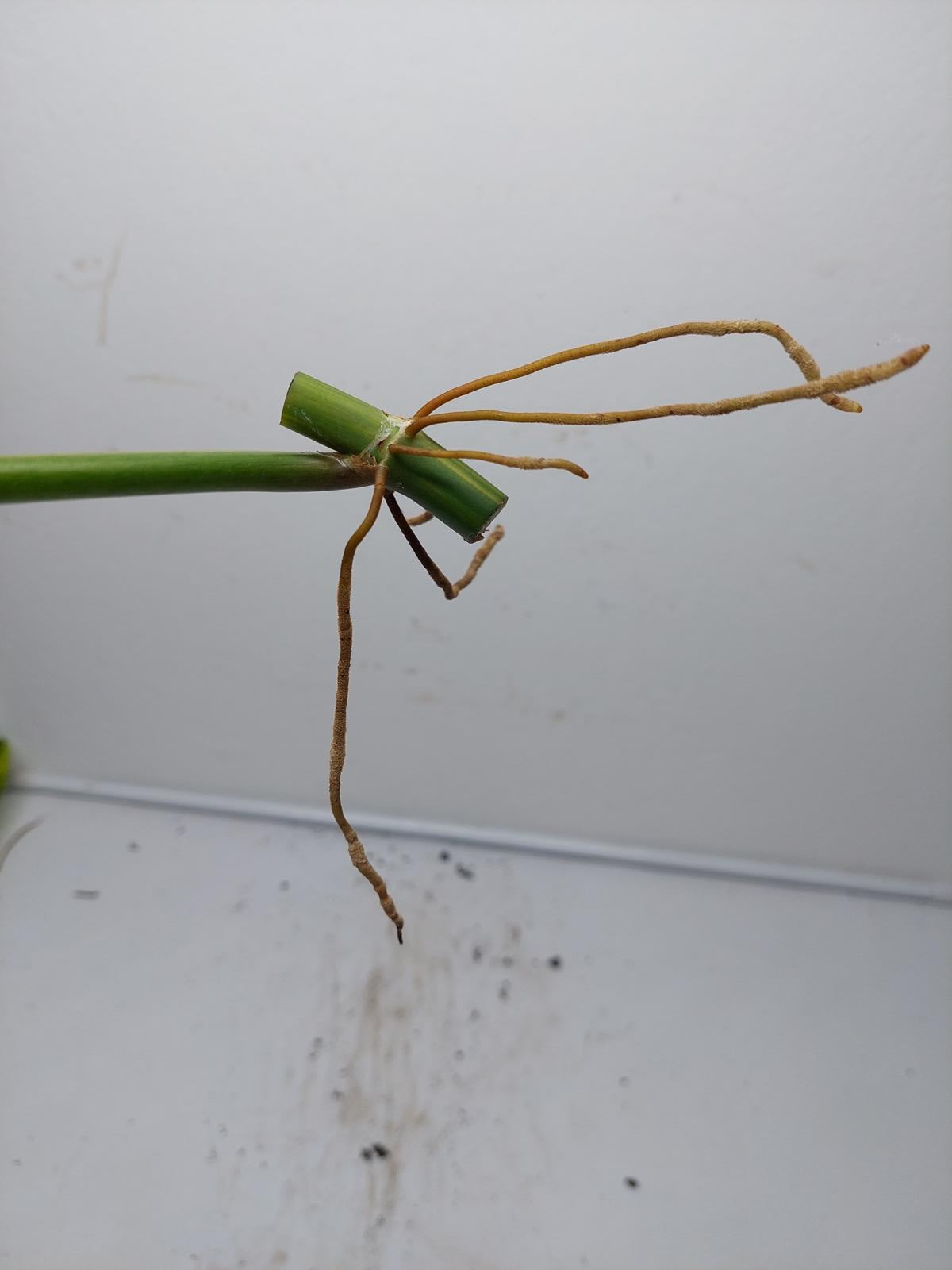 Philodendron Domesticum Variegata Steckling