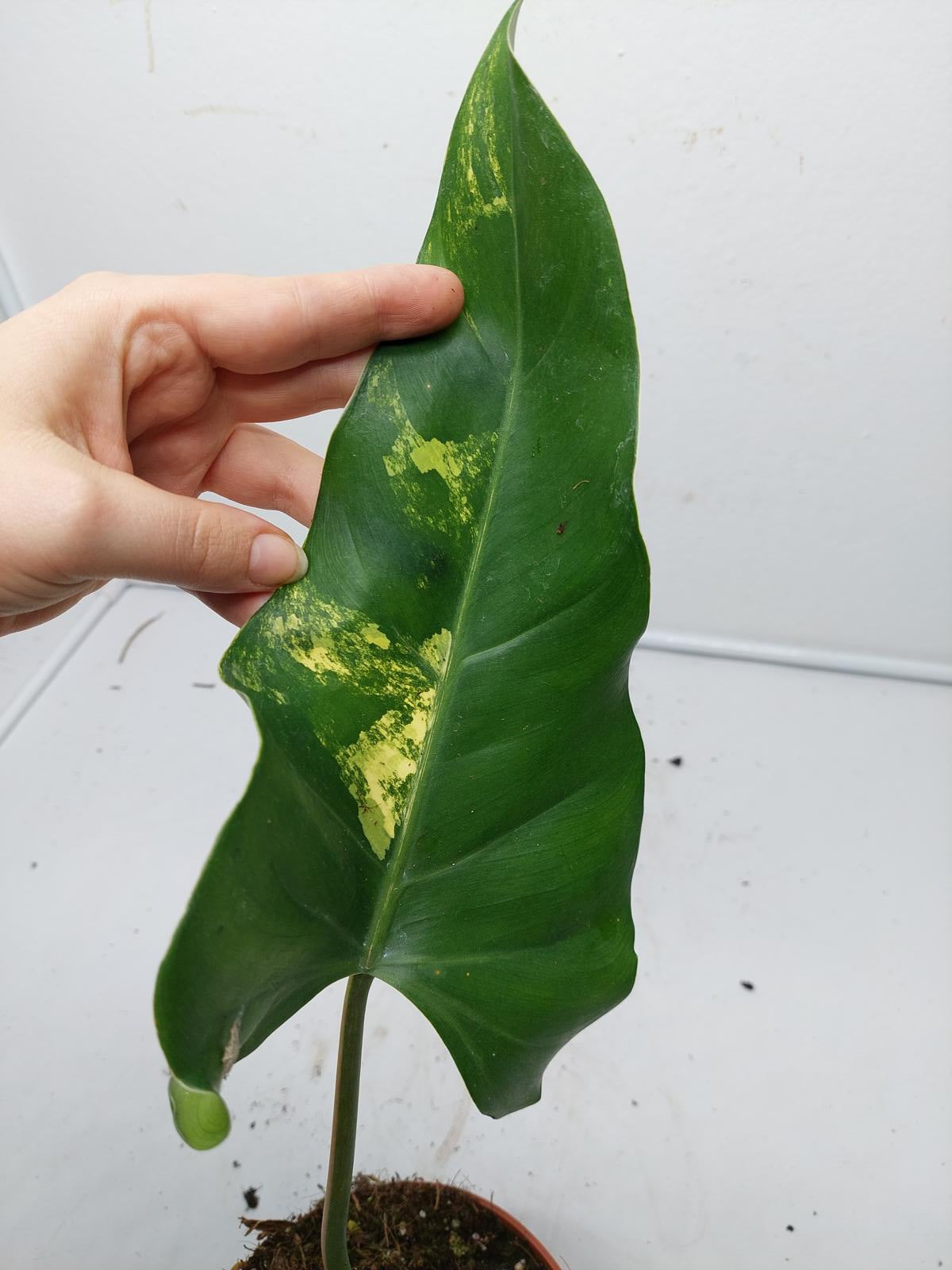 Philodendron Domesticum Variegata Steckling