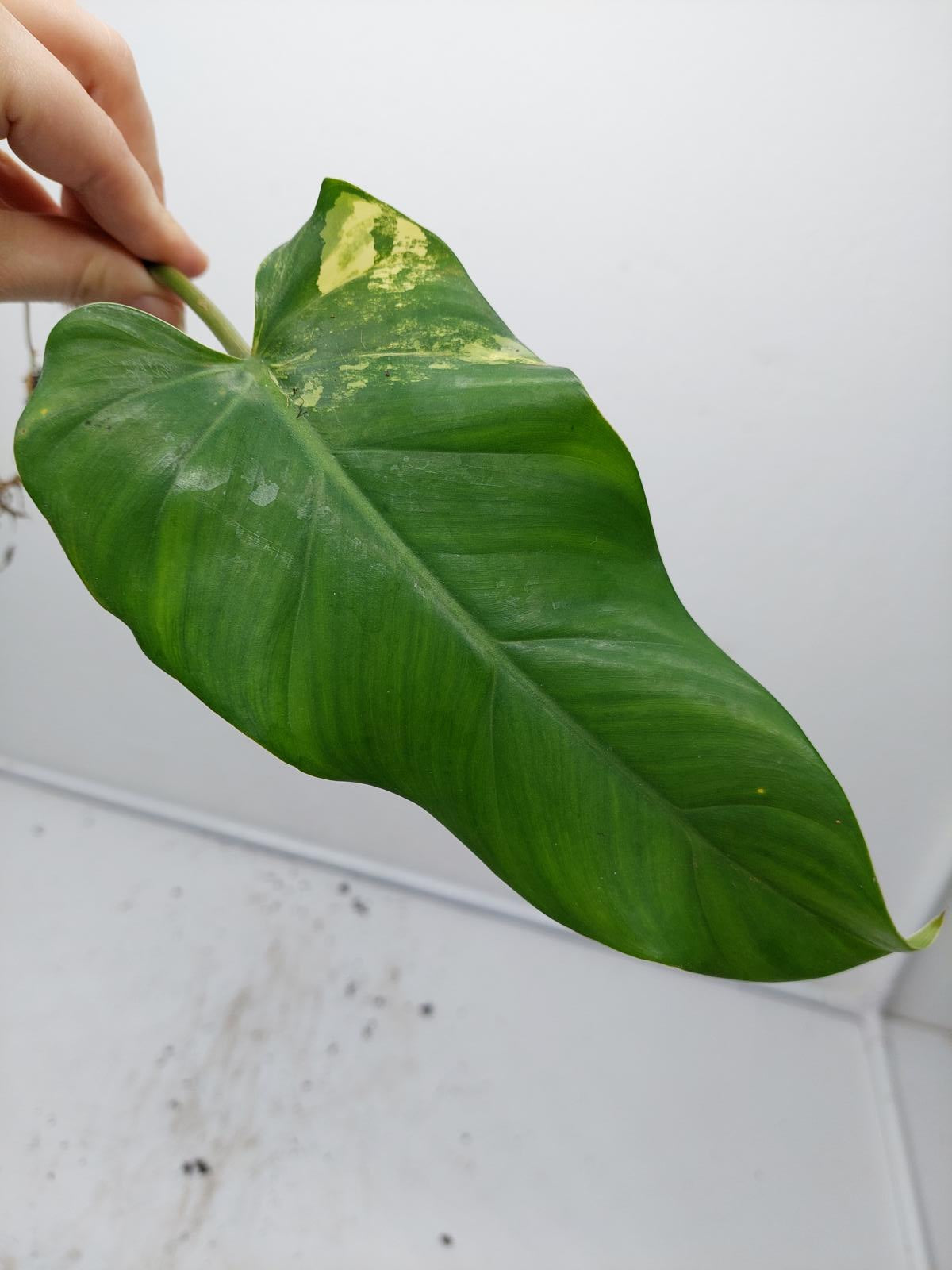 Philodendron Domesticum Variegata Steckling