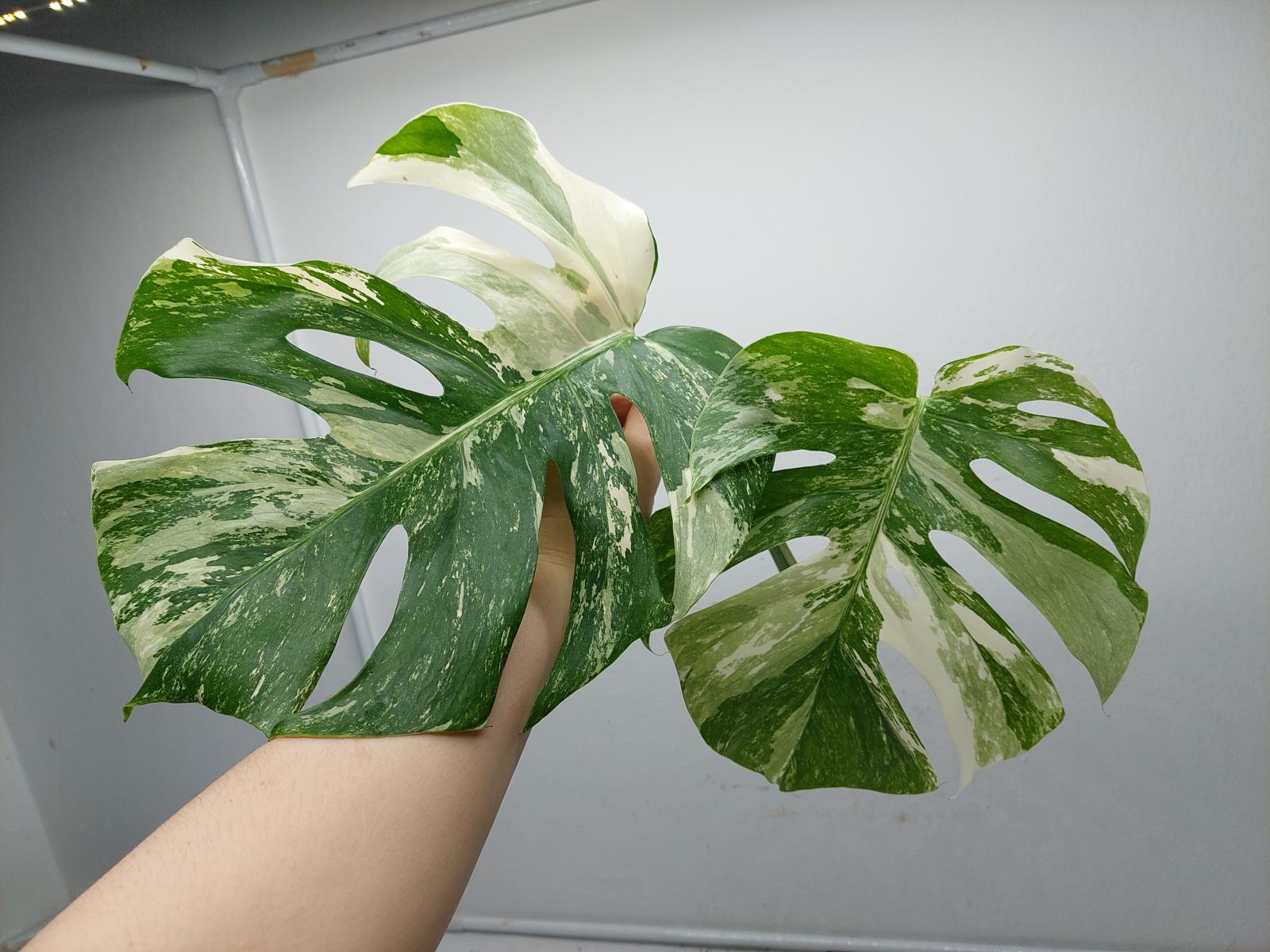 Monstera Variegata Steckling (zum aussuchen)