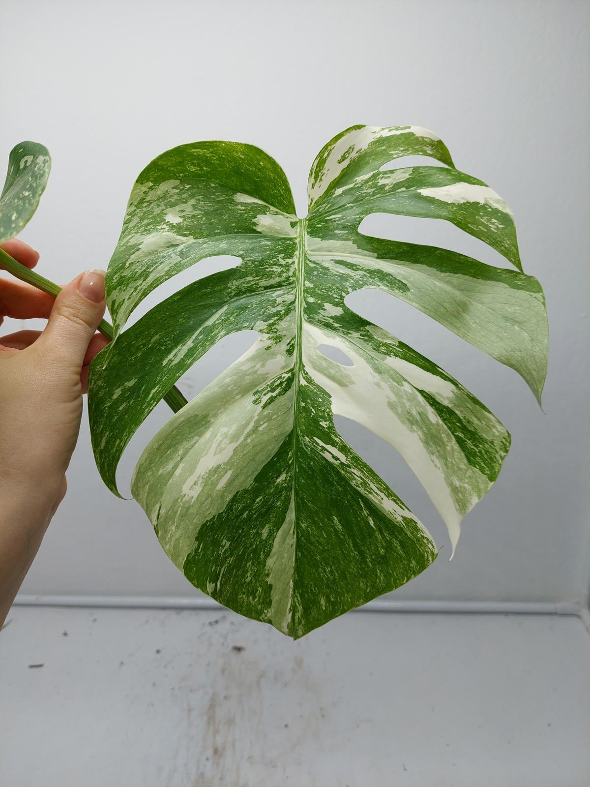 Monstera Variegata Steckling (zum aussuchen)