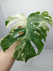 Monstera Variegata Steckling (zum aussuchen)