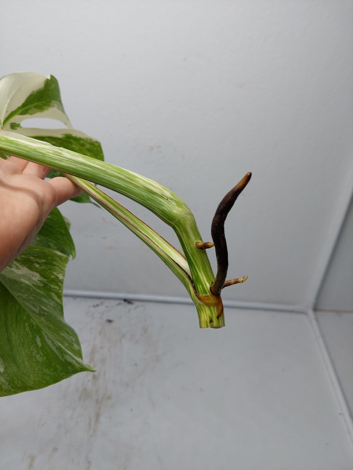 Monstera Variegata Steckling (zum aussuchen)