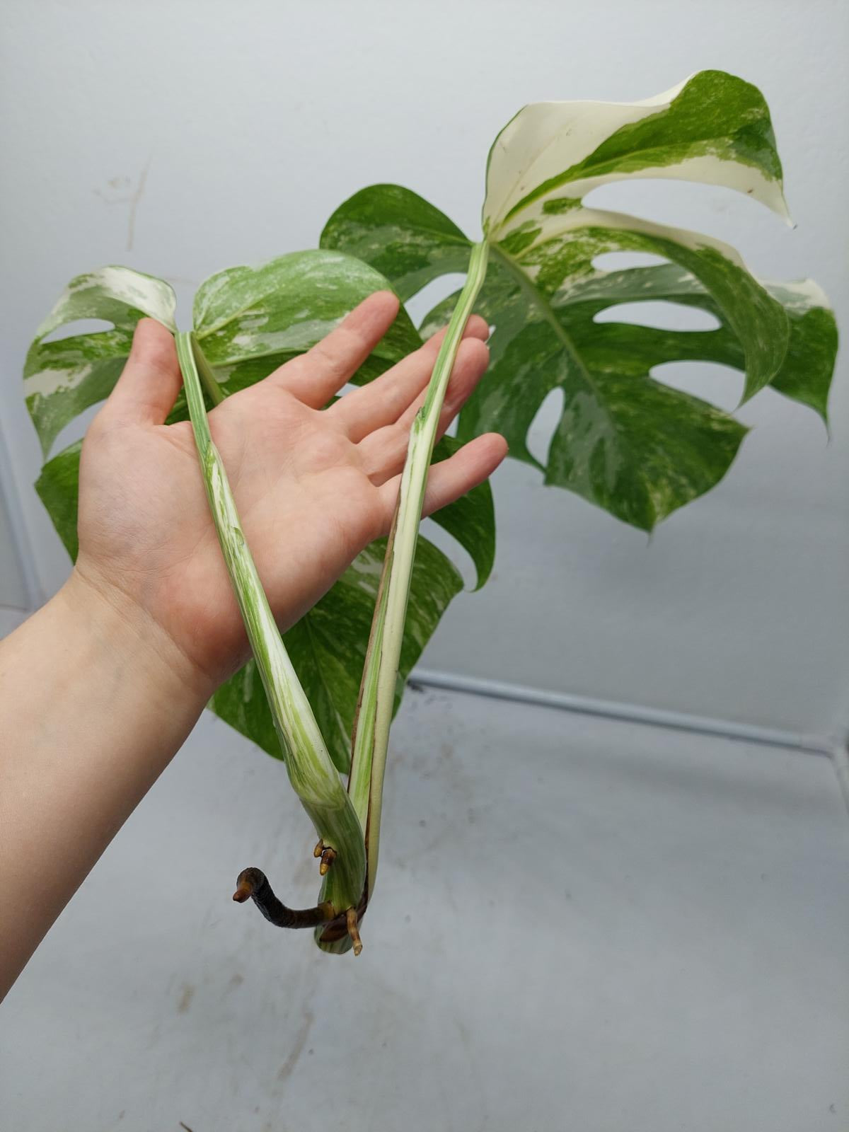 Monstera Variegata Steckling (zum aussuchen)