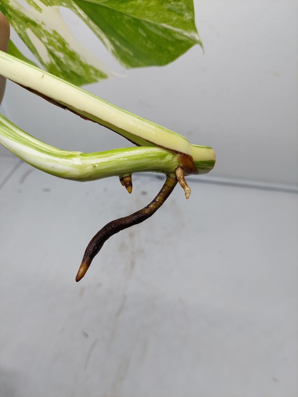 Monstera Variegata Steckling (zum aussuchen)