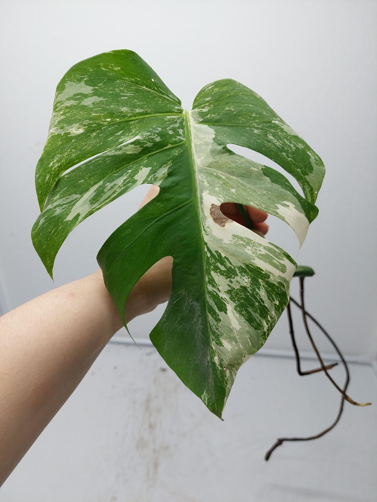 Monstera Variegata Steckling (zum aussuchen)