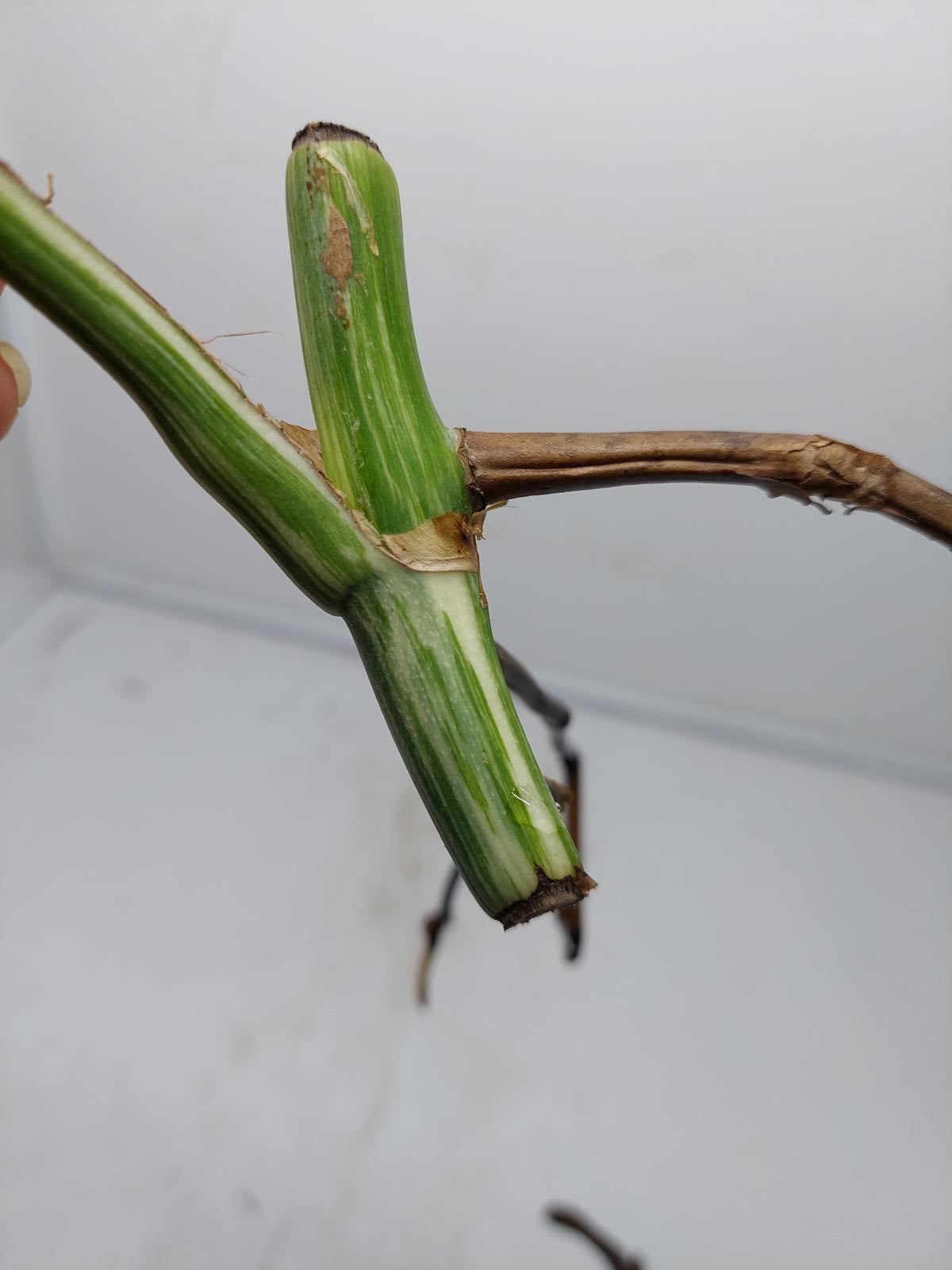 Monstera Variegata Steckling (zum aussuchen)