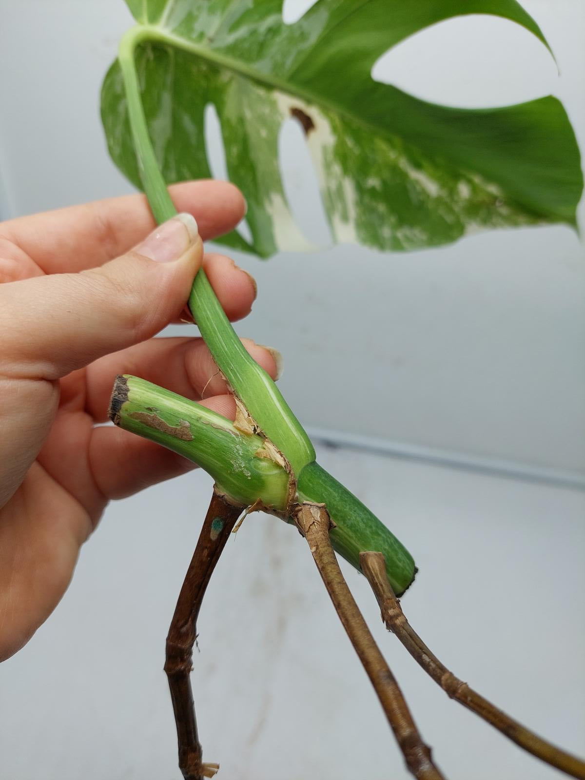 Monstera Variegata Steckling (zum aussuchen)