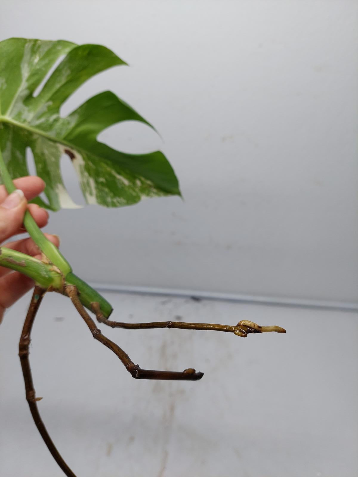 Monstera Variegata Steckling (zum aussuchen)