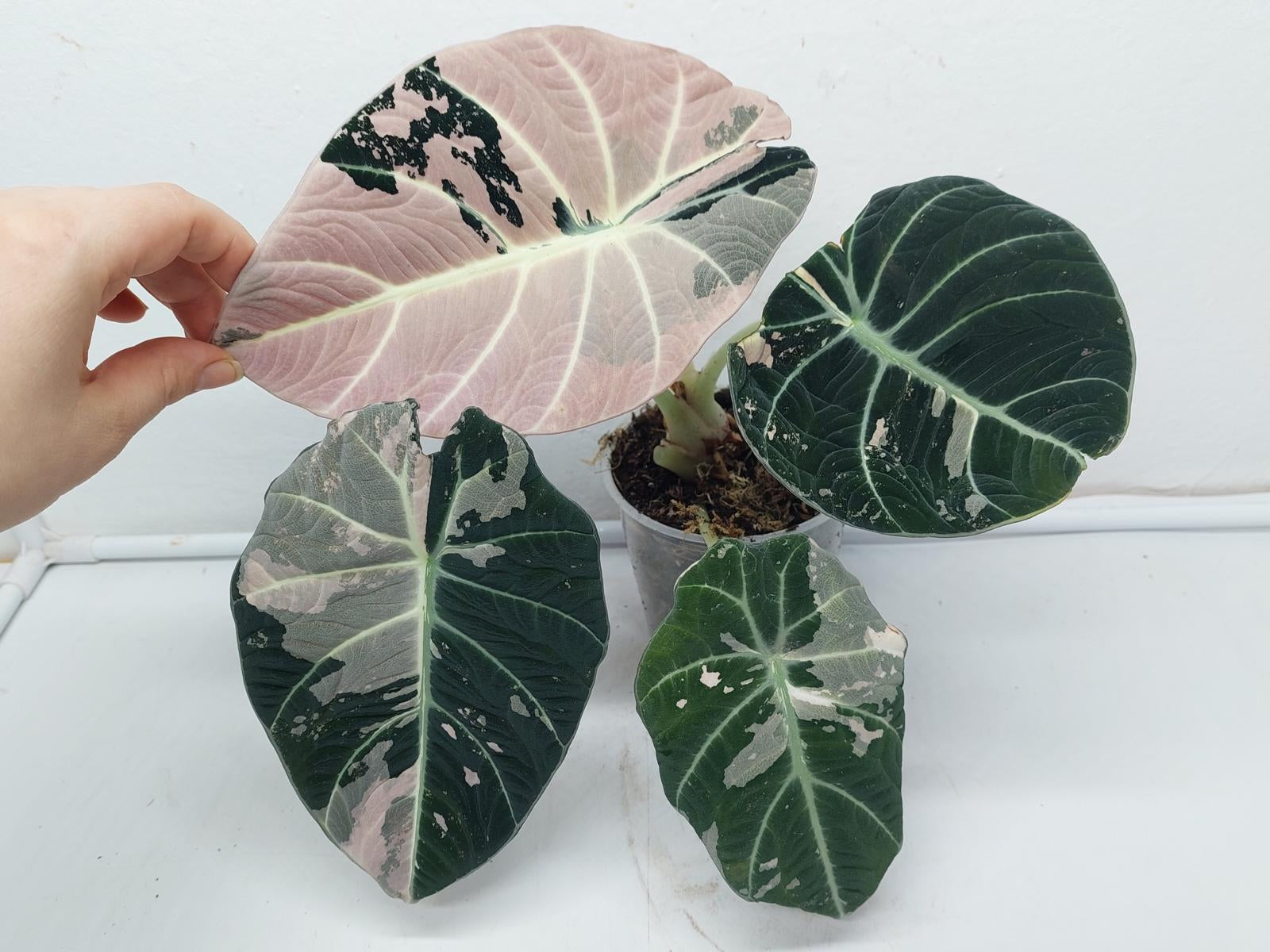 Alocasia Black Velvet Pink Variegata