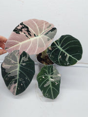 Alocasia Black Velvet Pink Variegata