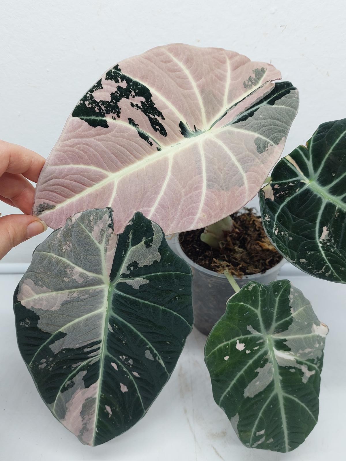 Alocasia Black Velvet Pink Variegata