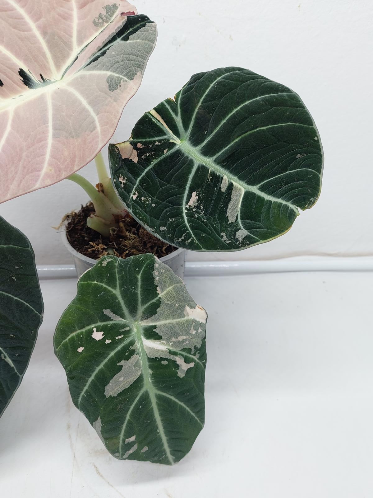 Alocasia Black Velvet Pink Variegata