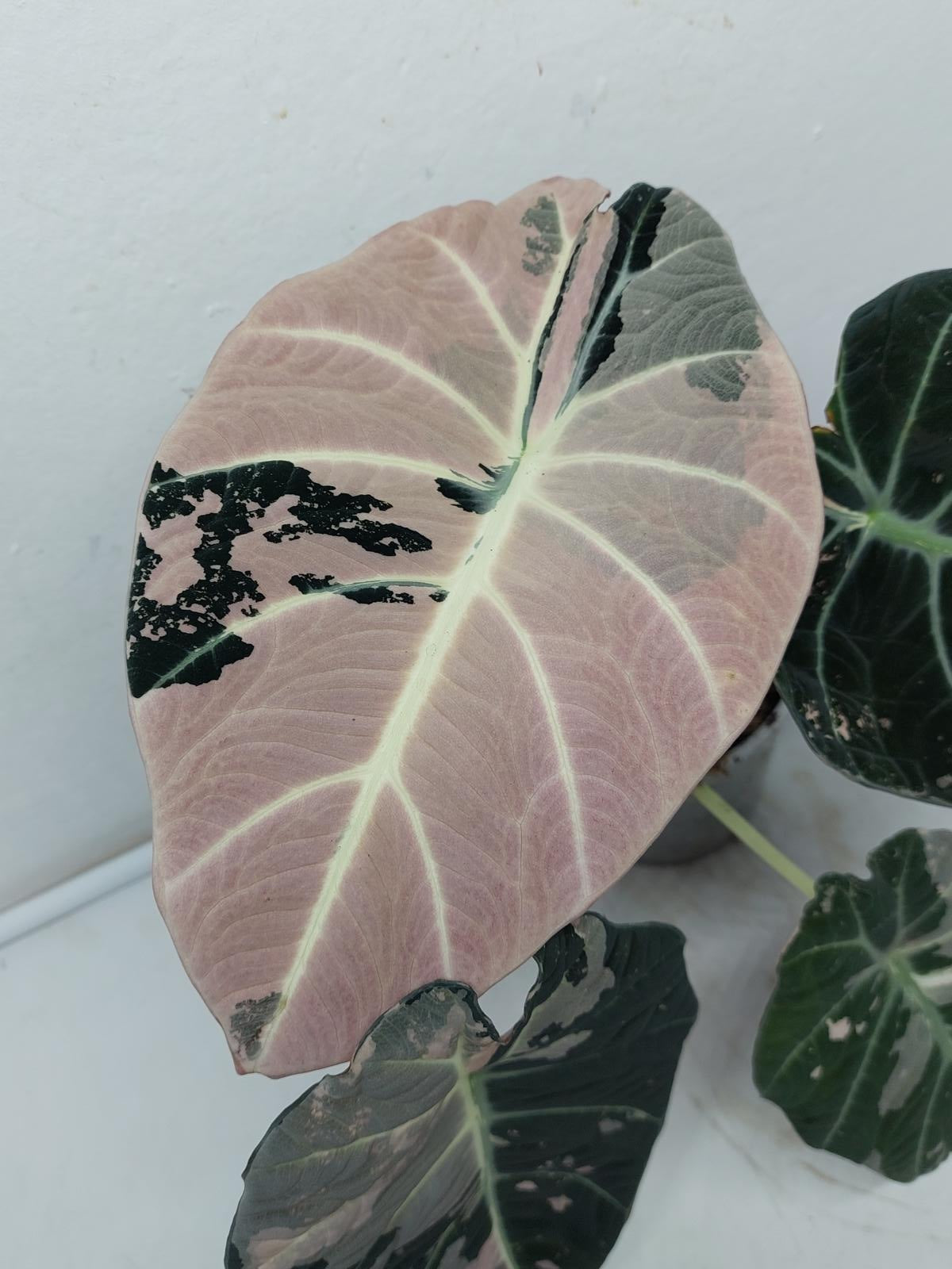 Alocasia Black Velvet Pink Variegata