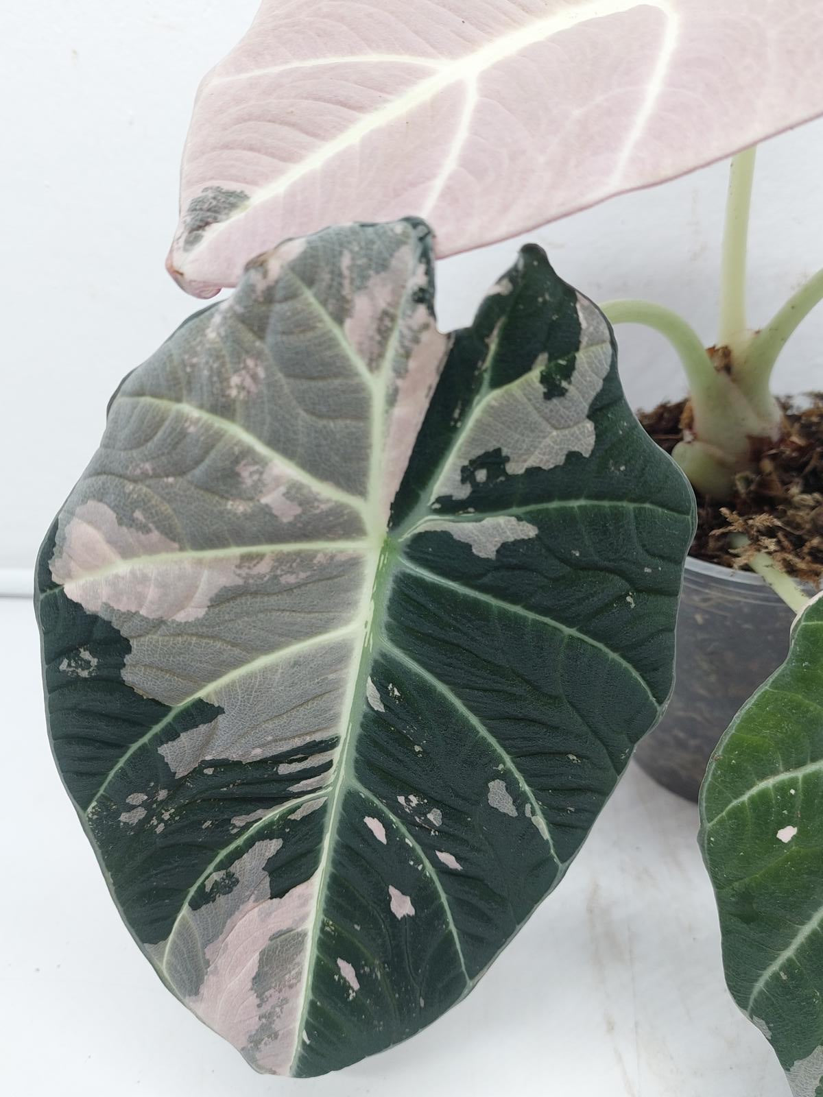 Alocasia Black Velvet Pink Variegata