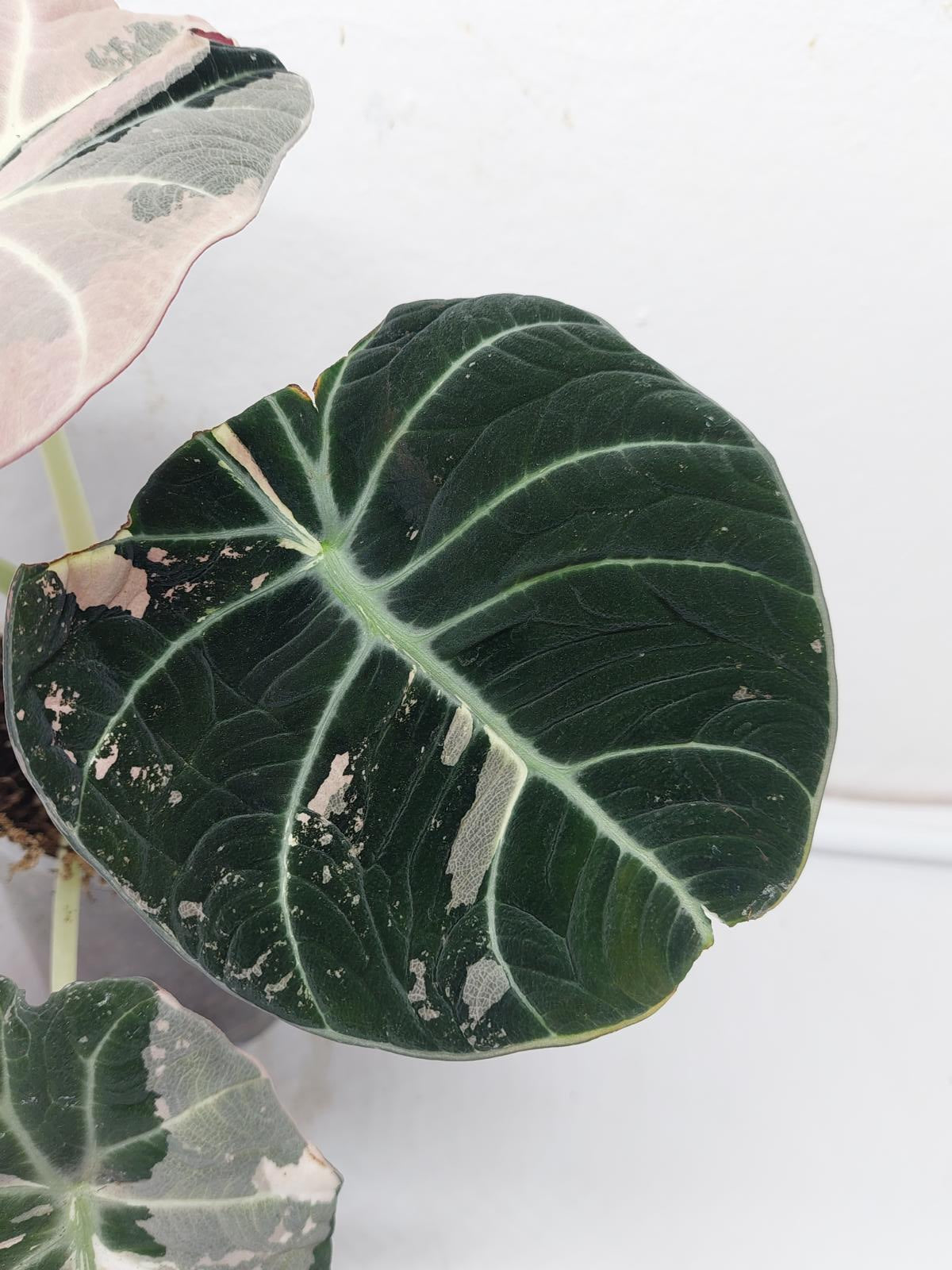 Alocasia Black Velvet Pink Variegata