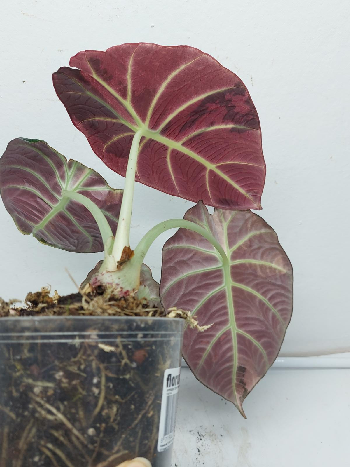 Alocasia Black Velvet Pink Variegata