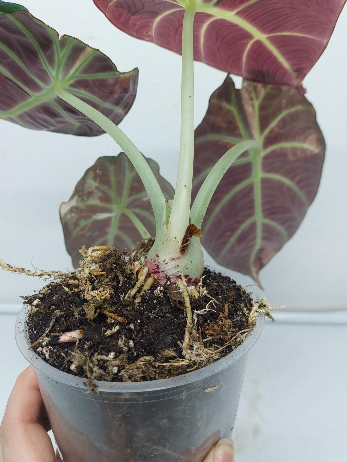 Alocasia Black Velvet Pink Variegata