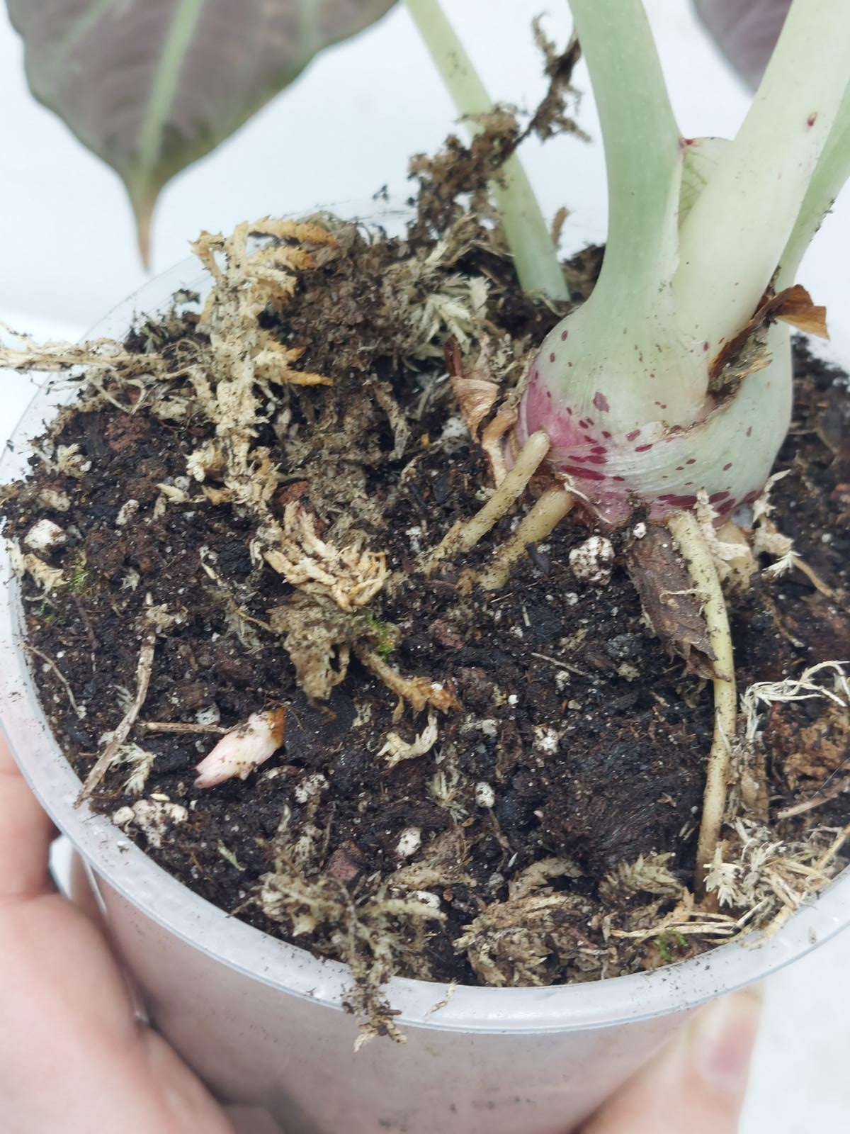 Alocasia Black Velvet Pink Variegata