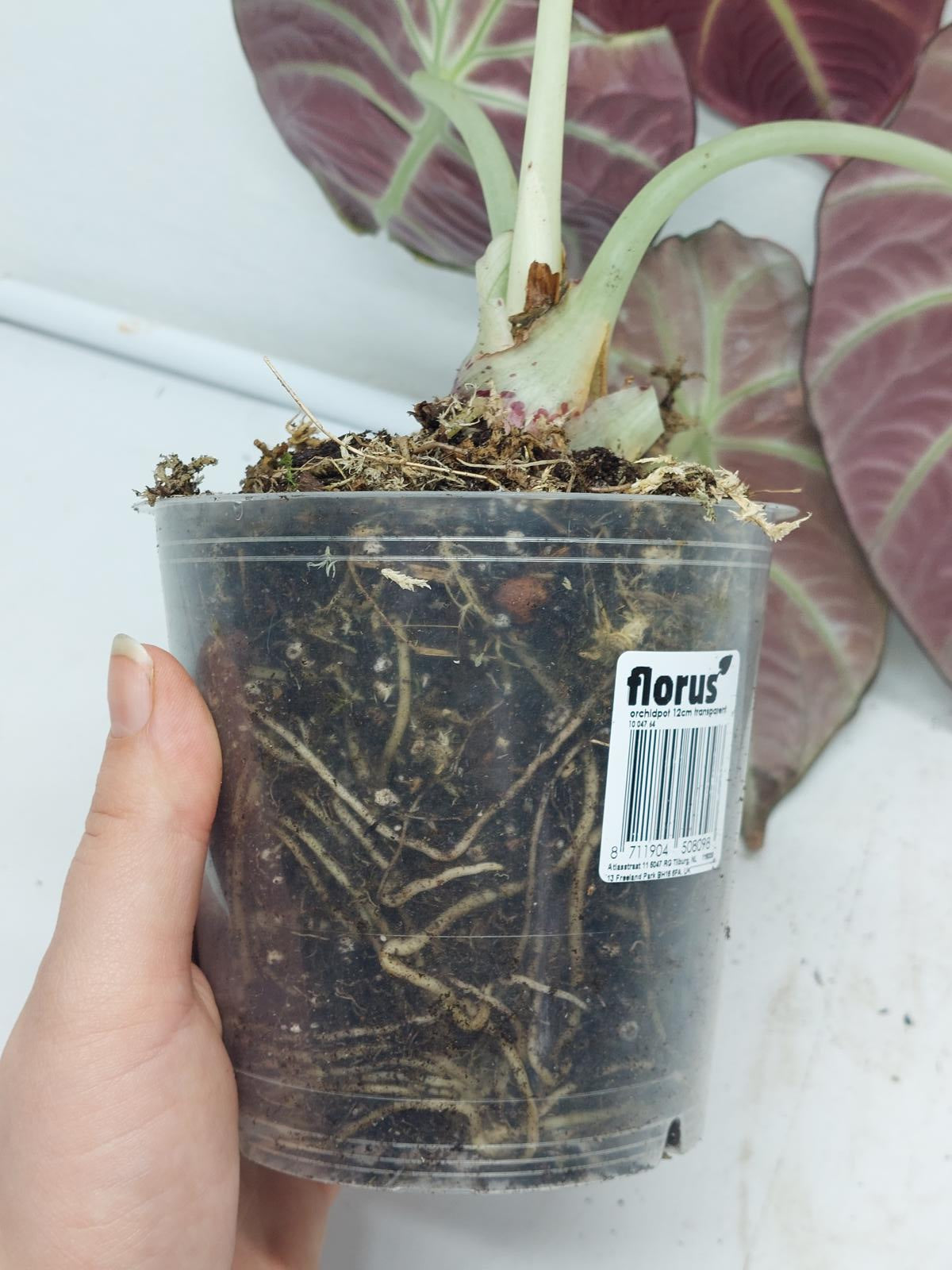 Alocasia Black Velvet Pink Variegata