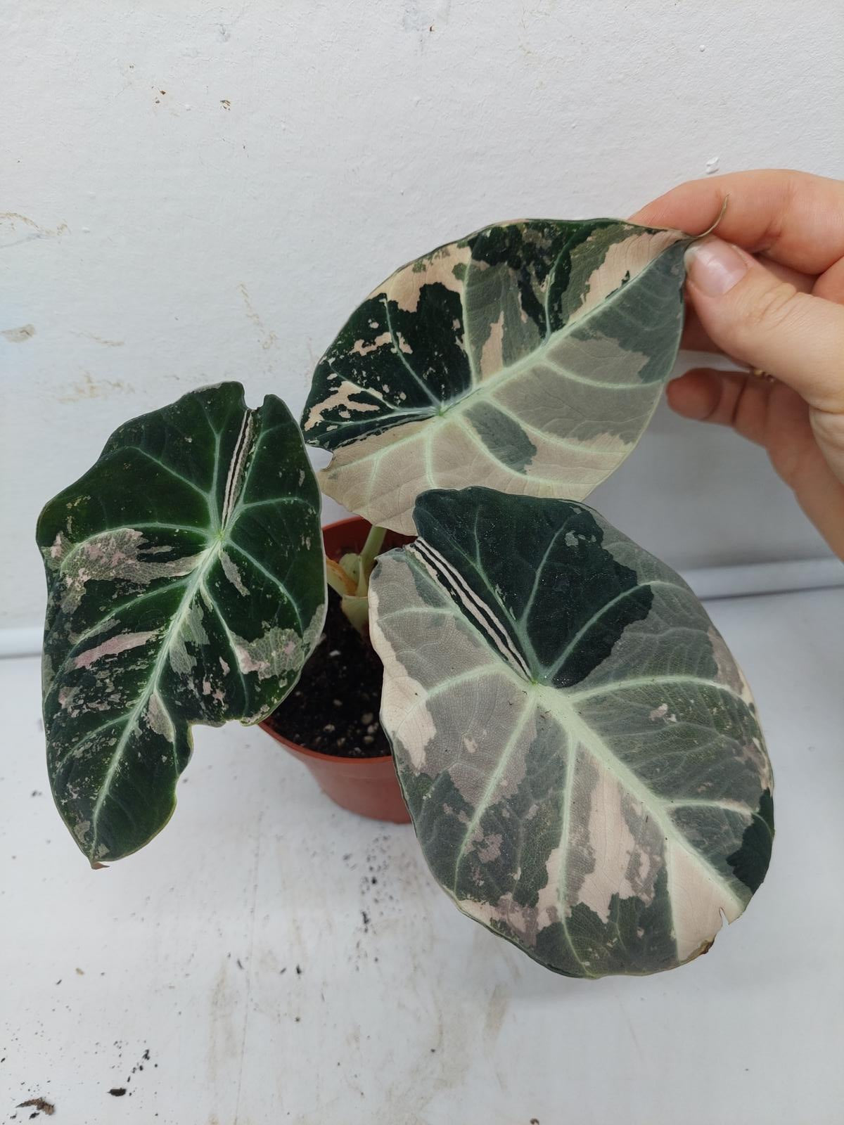 Alocasia Black Velvet Pink Variegata