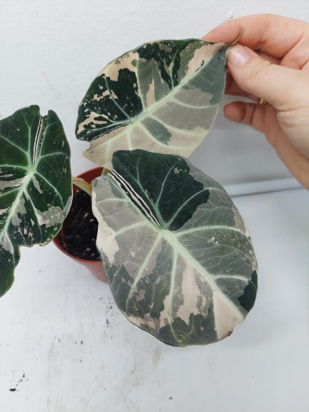 Alocasia Black Velvet Pink Variegata