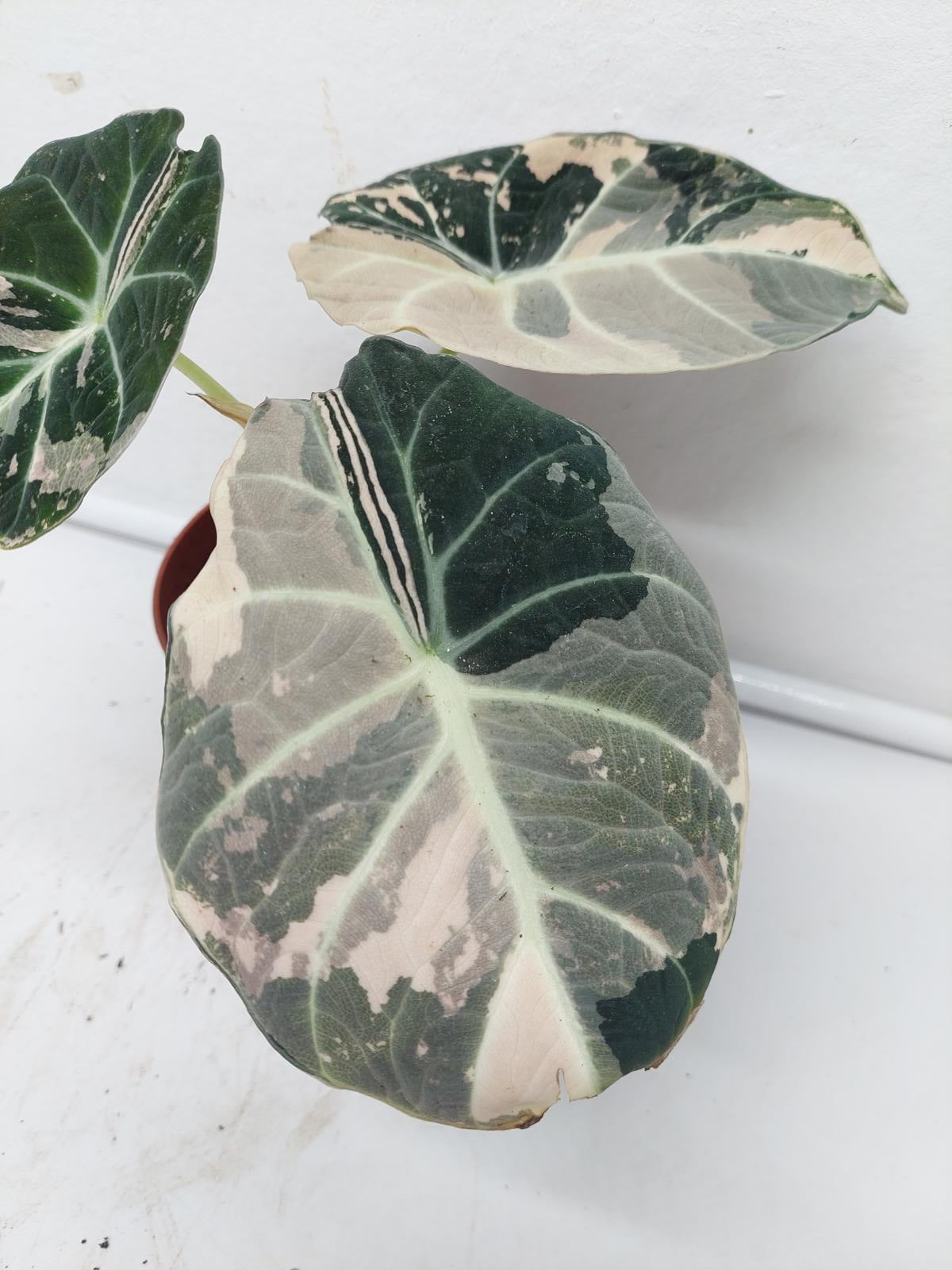 Alocasia Black Velvet Pink Variegata