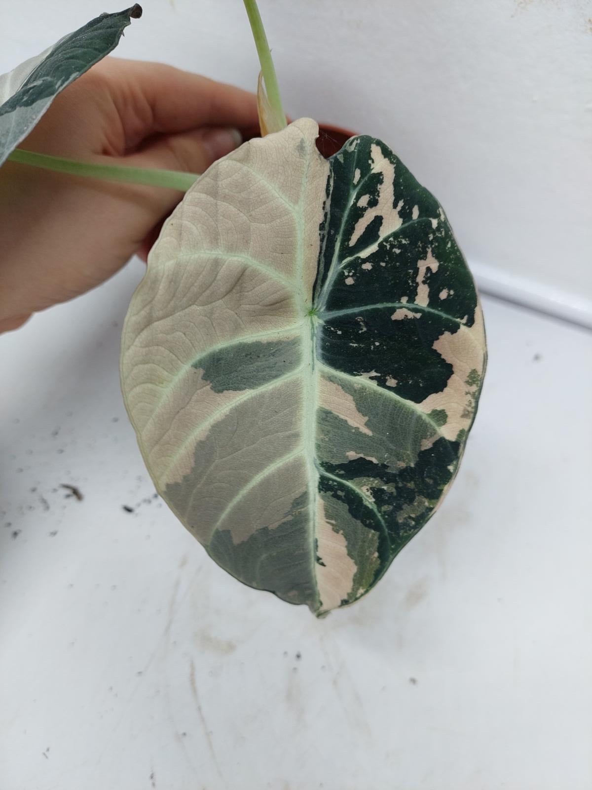 Alocasia Black Velvet Pink Variegata