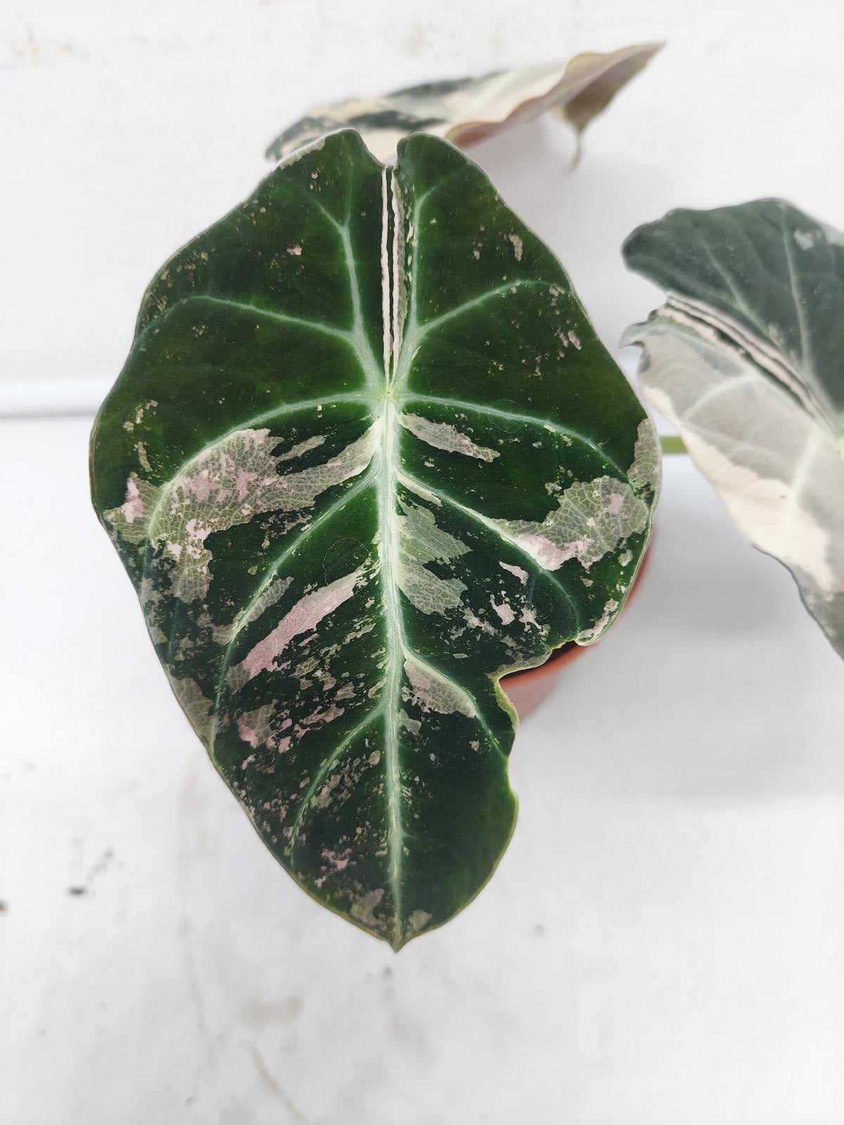 Alocasia Black Velvet Pink Variegata