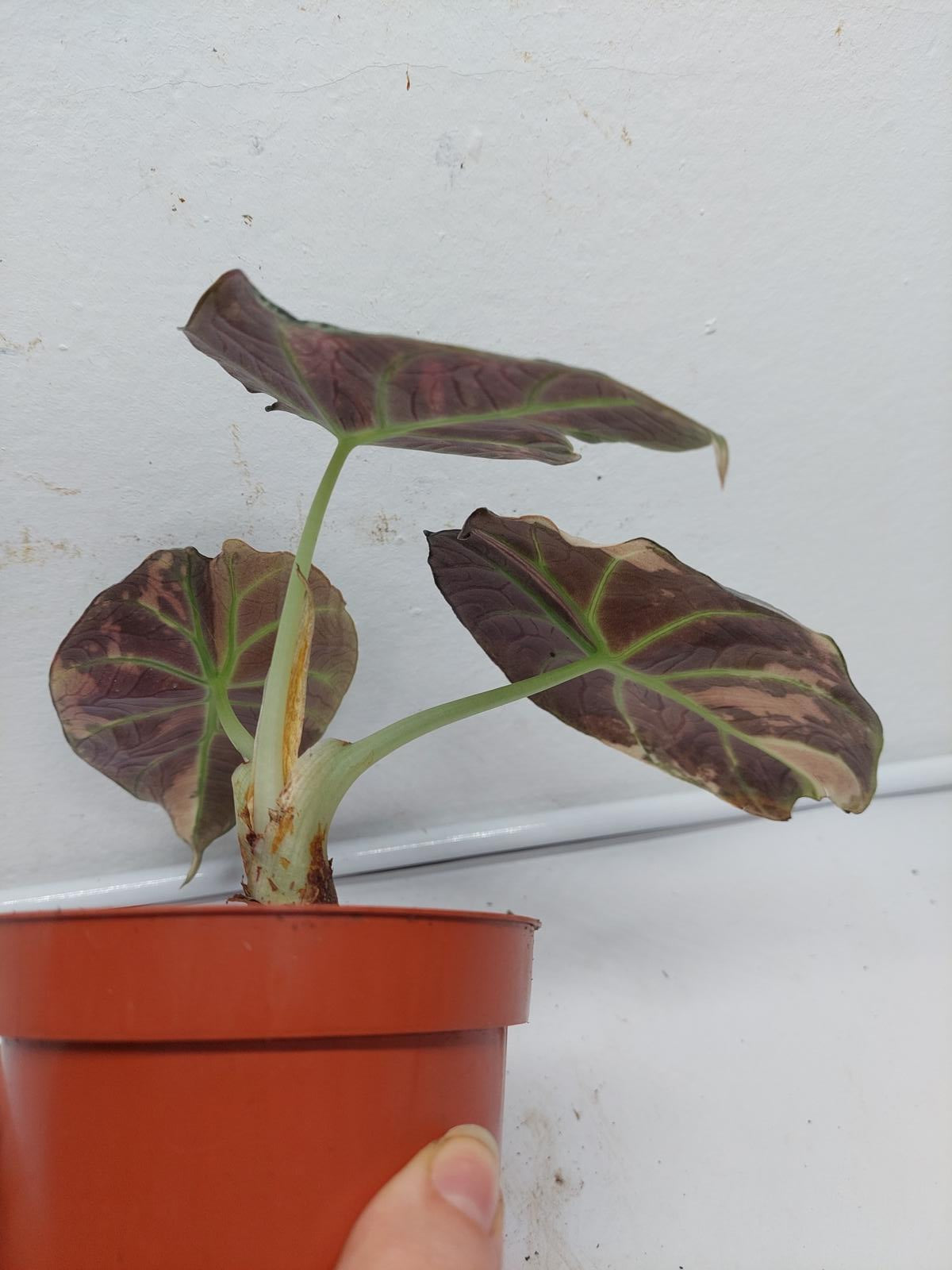 Alocasia Black Velvet Pink Variegata