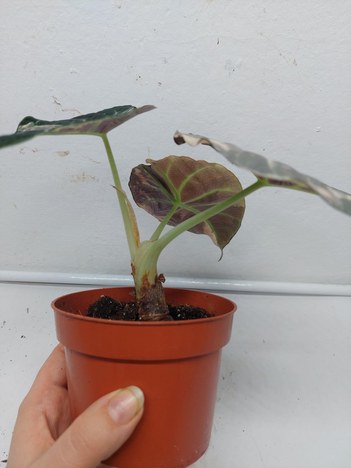 Alocasia Black Velvet Pink Variegata